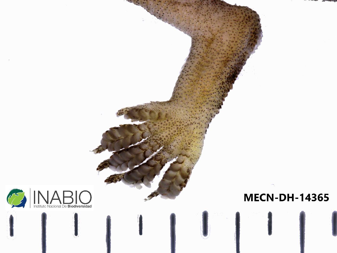 Hemidactylus mabouia image