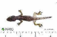 Hemidactylus mabouia image