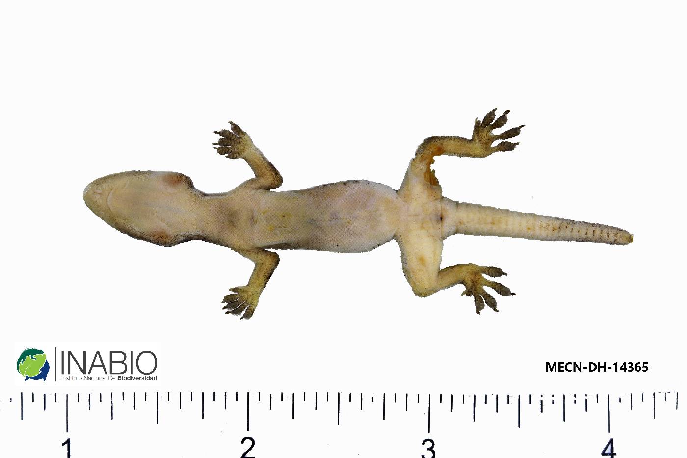 Hemidactylus mabouia image
