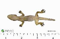 Hemidactylus mabouia image