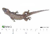 Hemidactylus frenatus image