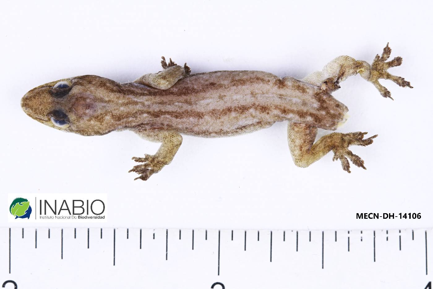 Hemidactylus mabouia image