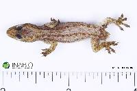 Hemidactylus mabouia image