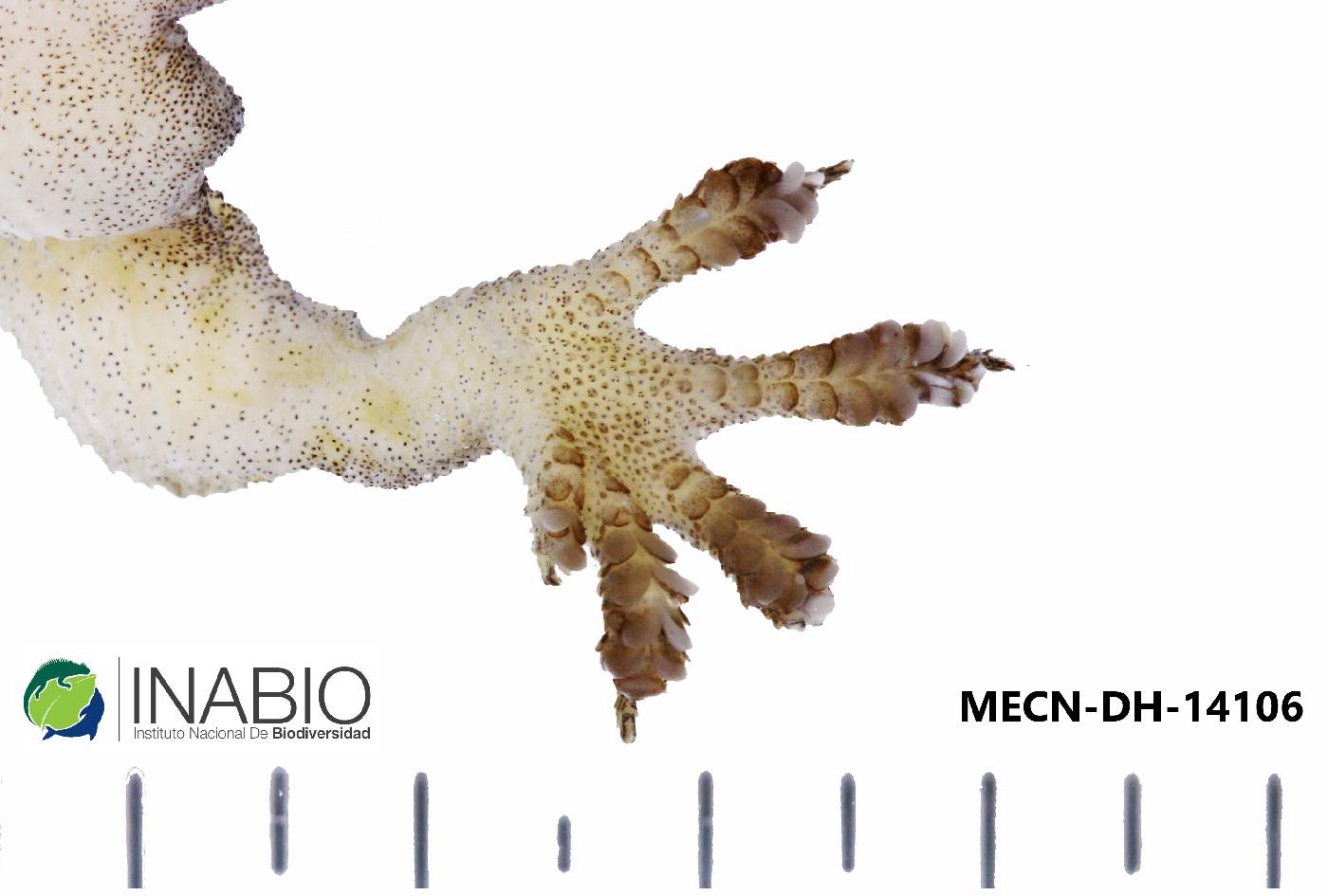 Hemidactylus mabouia image