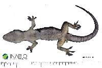 Hemidactylus mabouia image