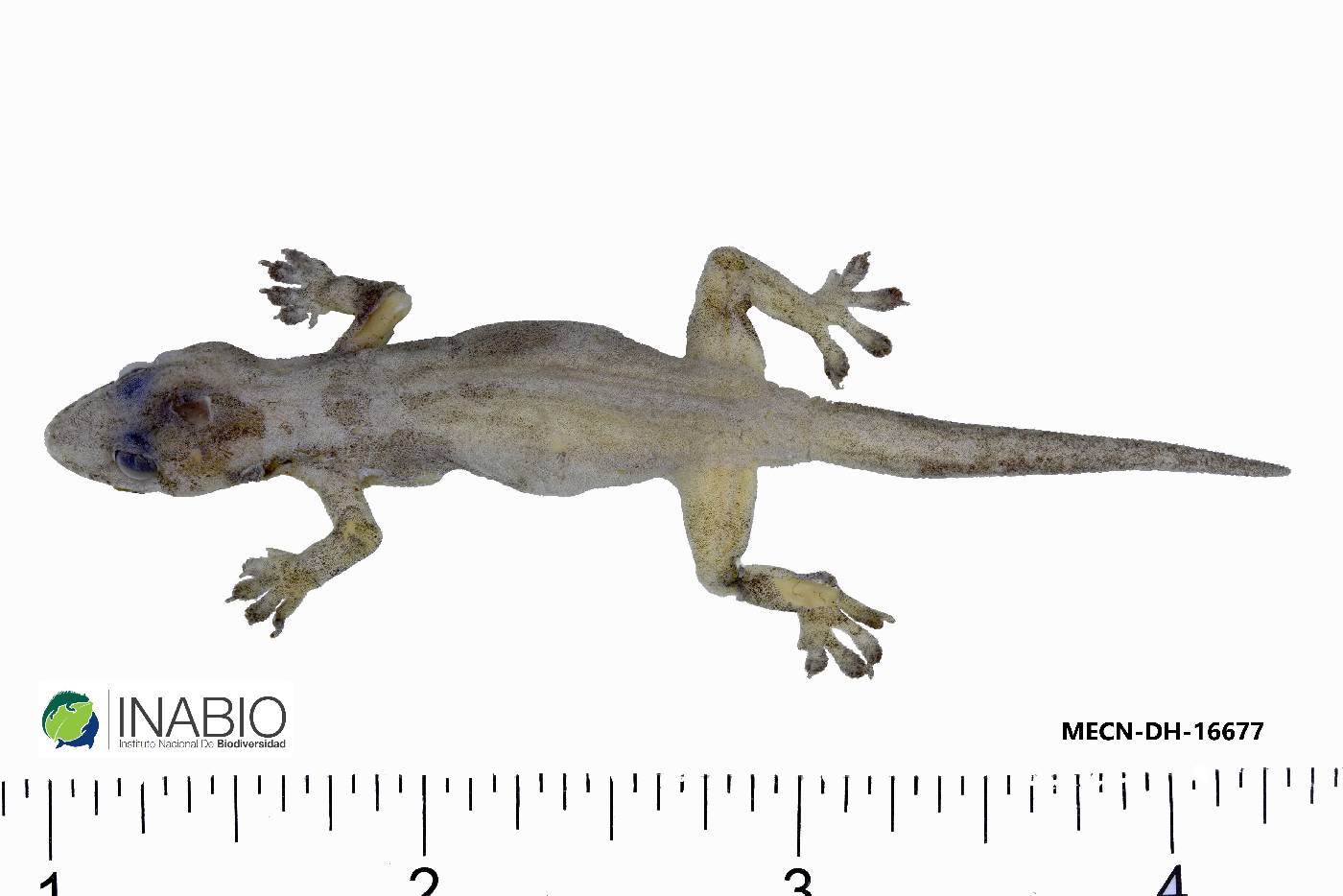 Hemidactylus frenatus image