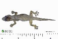 Hemidactylus frenatus image