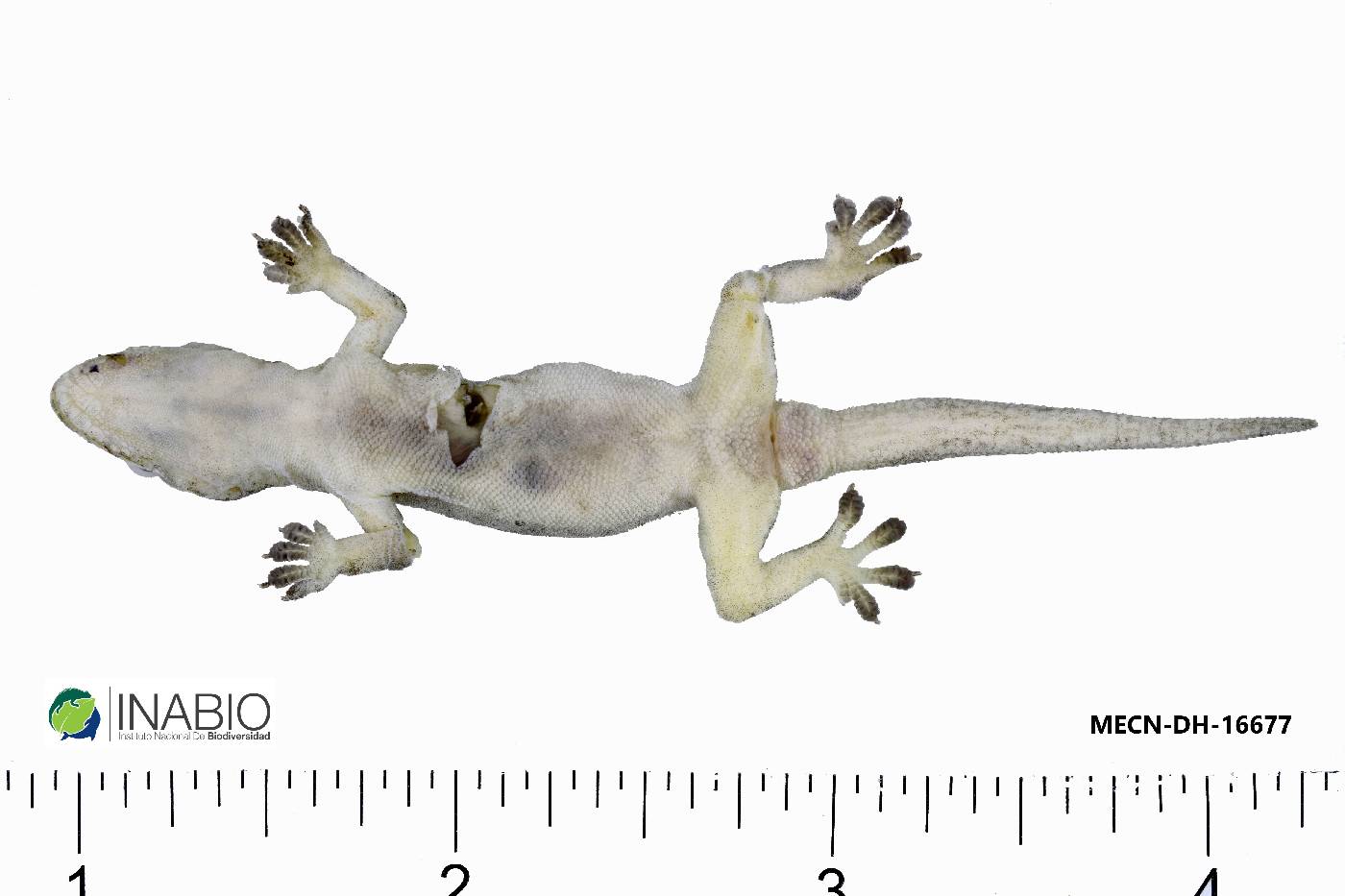 Hemidactylus frenatus image