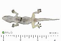 Hemidactylus frenatus image