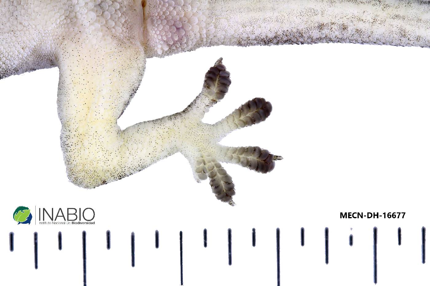 Hemidactylus frenatus image