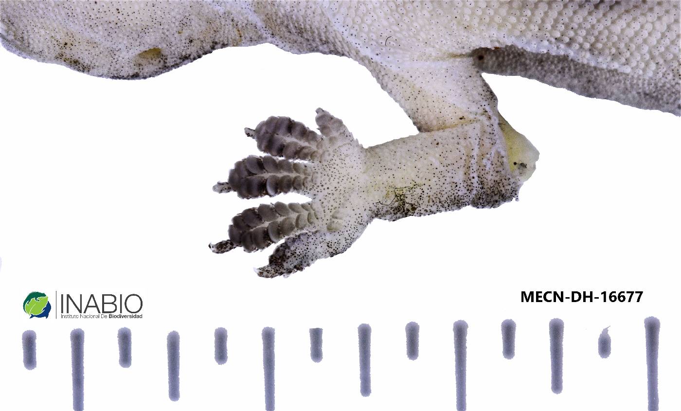 Hemidactylus frenatus image