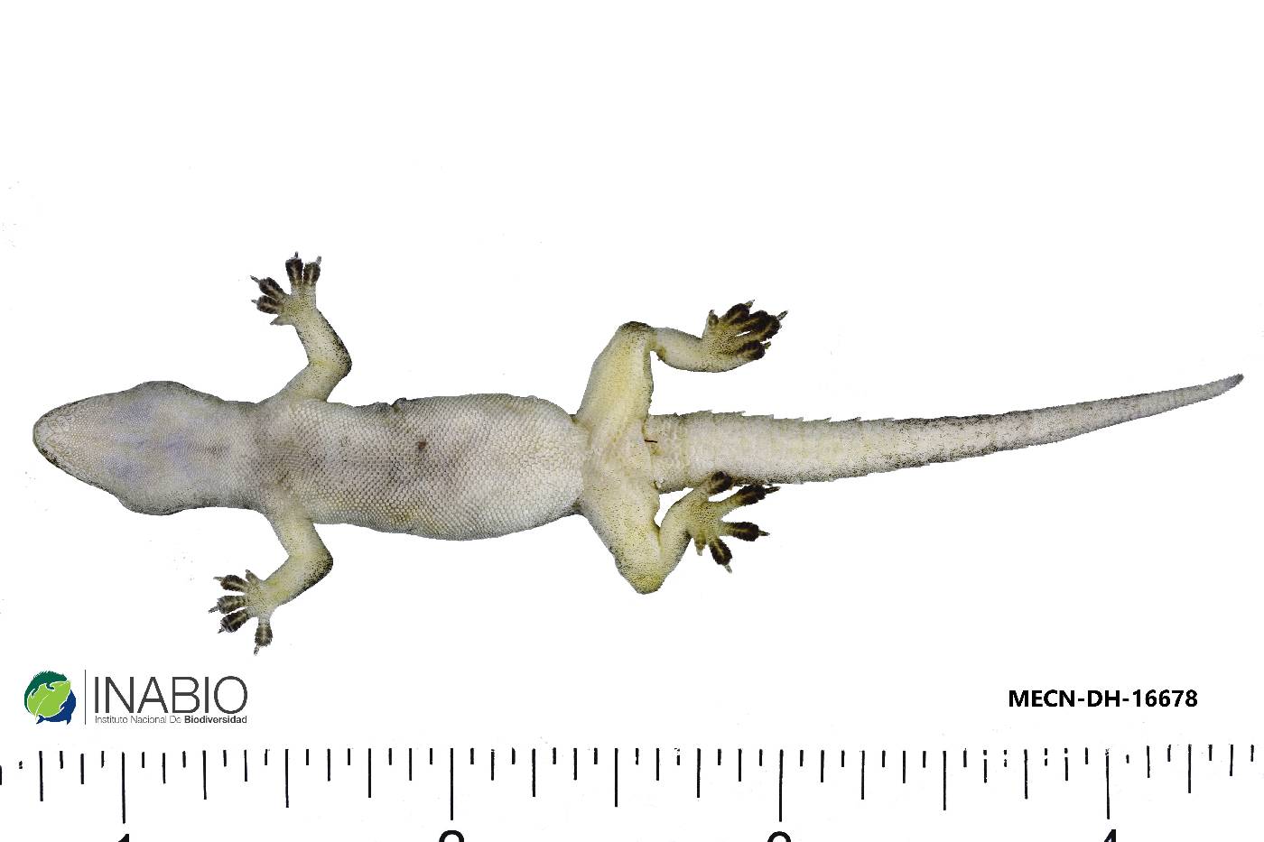 Hemidactylus frenatus image