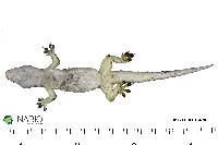 Hemidactylus frenatus image