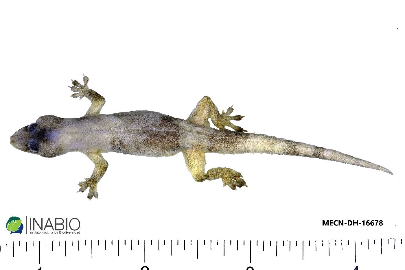 Hemidactylus frenatus image