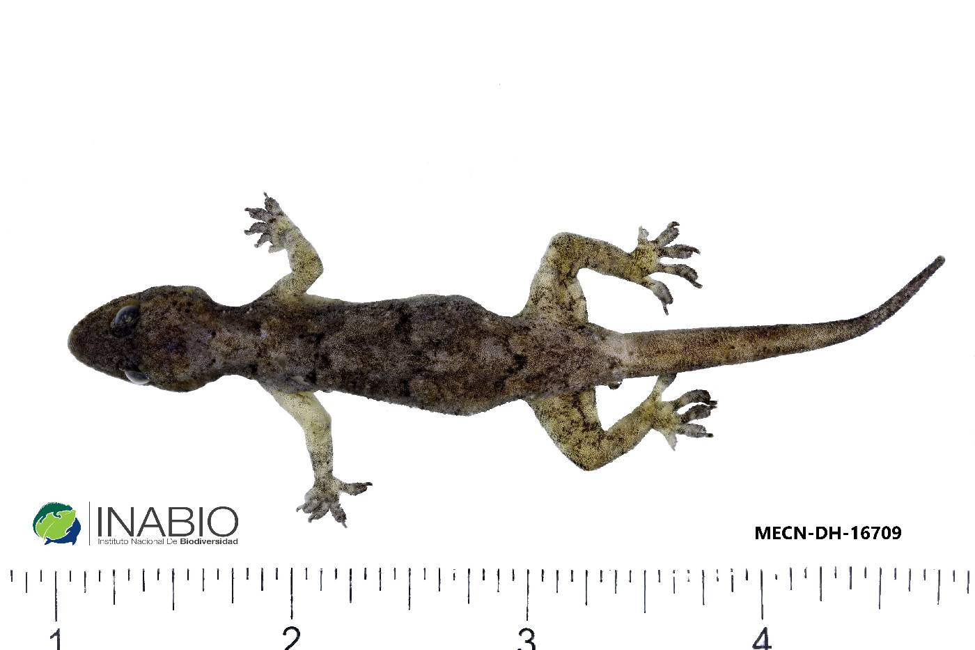 Hemidactylus image