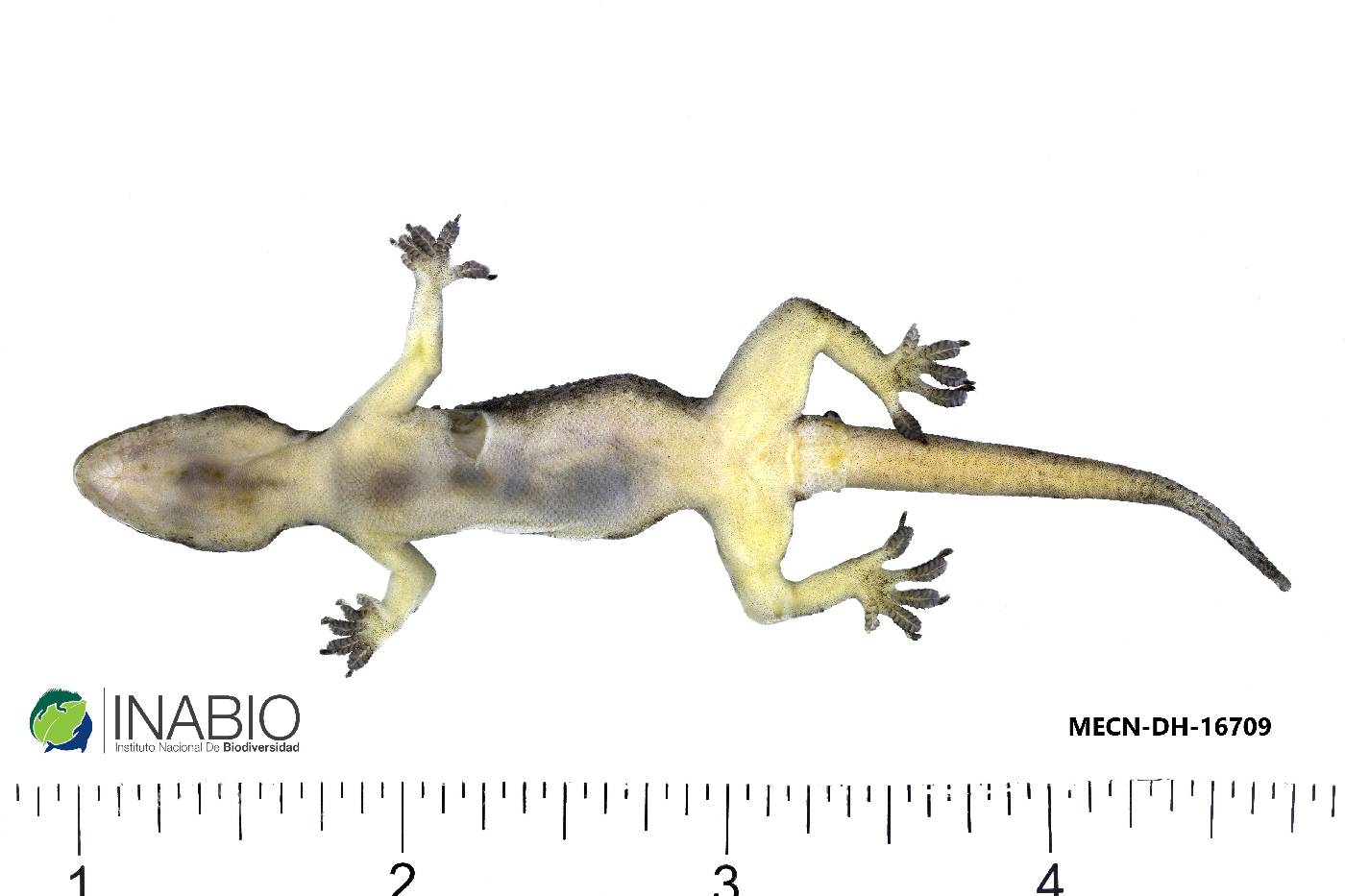 Hemidactylus image