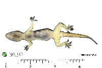 Hemidactylus mabouia image