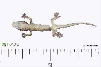 Hemidactylus frenatus image