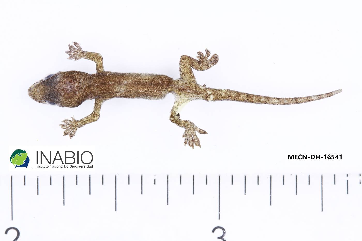 Hemidactylus frenatus image
