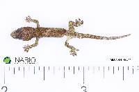 Image of Hemidactylus frenatus