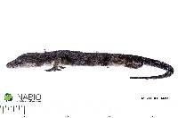 Hemidactylus mabouia image