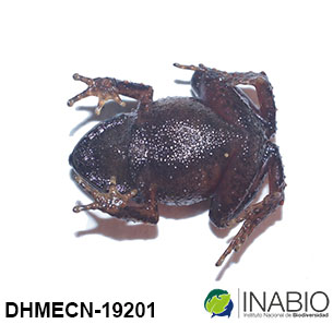 Craugastoridae image