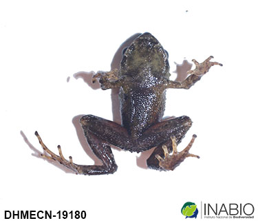Craugastoridae image
