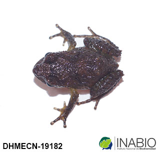 Pristimantis image