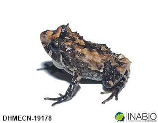 Craugastoridae image
