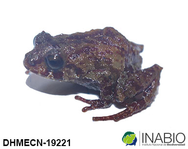 Craugastoridae image