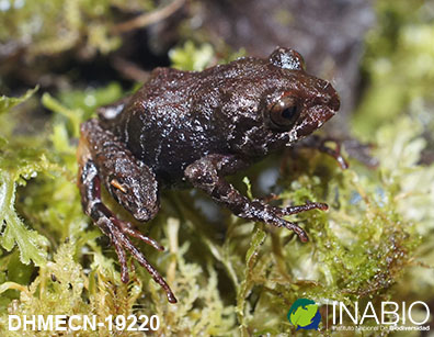 Craugastoridae image