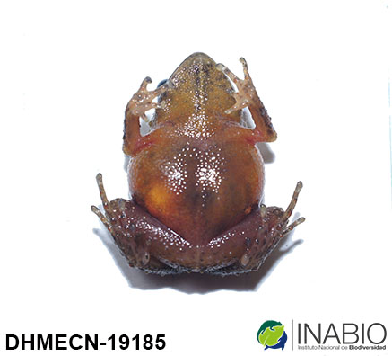 Ceuthomantinae image