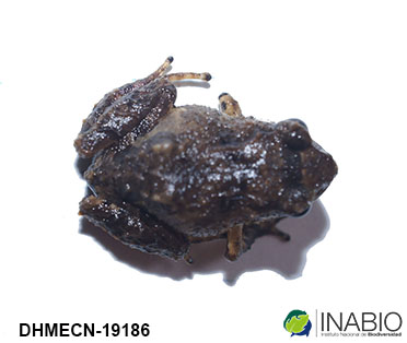 Craugastoridae image