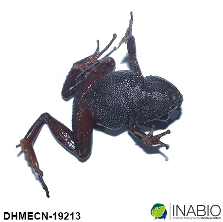 Ceuthomantinae image