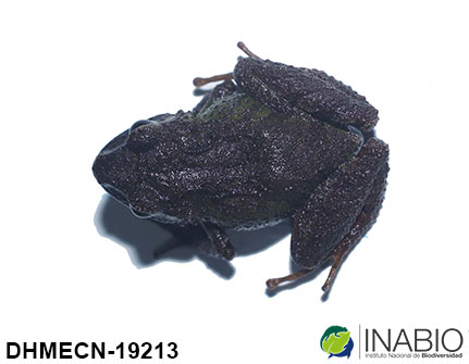 Pristimantis image