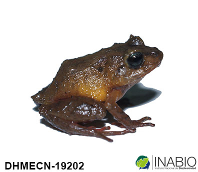 Craugastoridae image