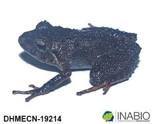 Craugastoridae image