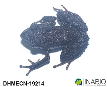Craugastoridae image