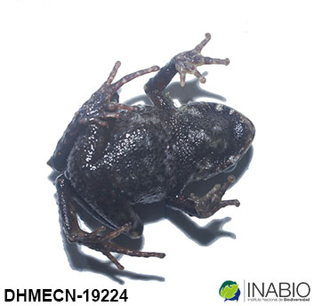 Craugastoridae image