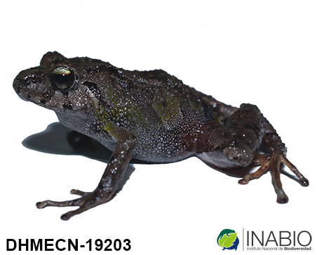 Pristimantis image