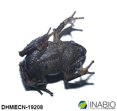Ceuthomantinae image