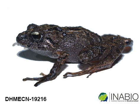 Craugastoridae image