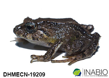 Craugastoridae image