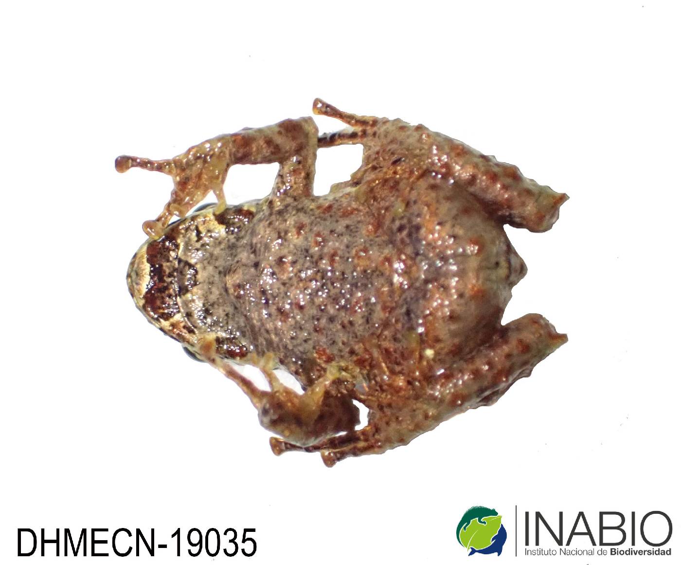 Pristimantis broaddus image