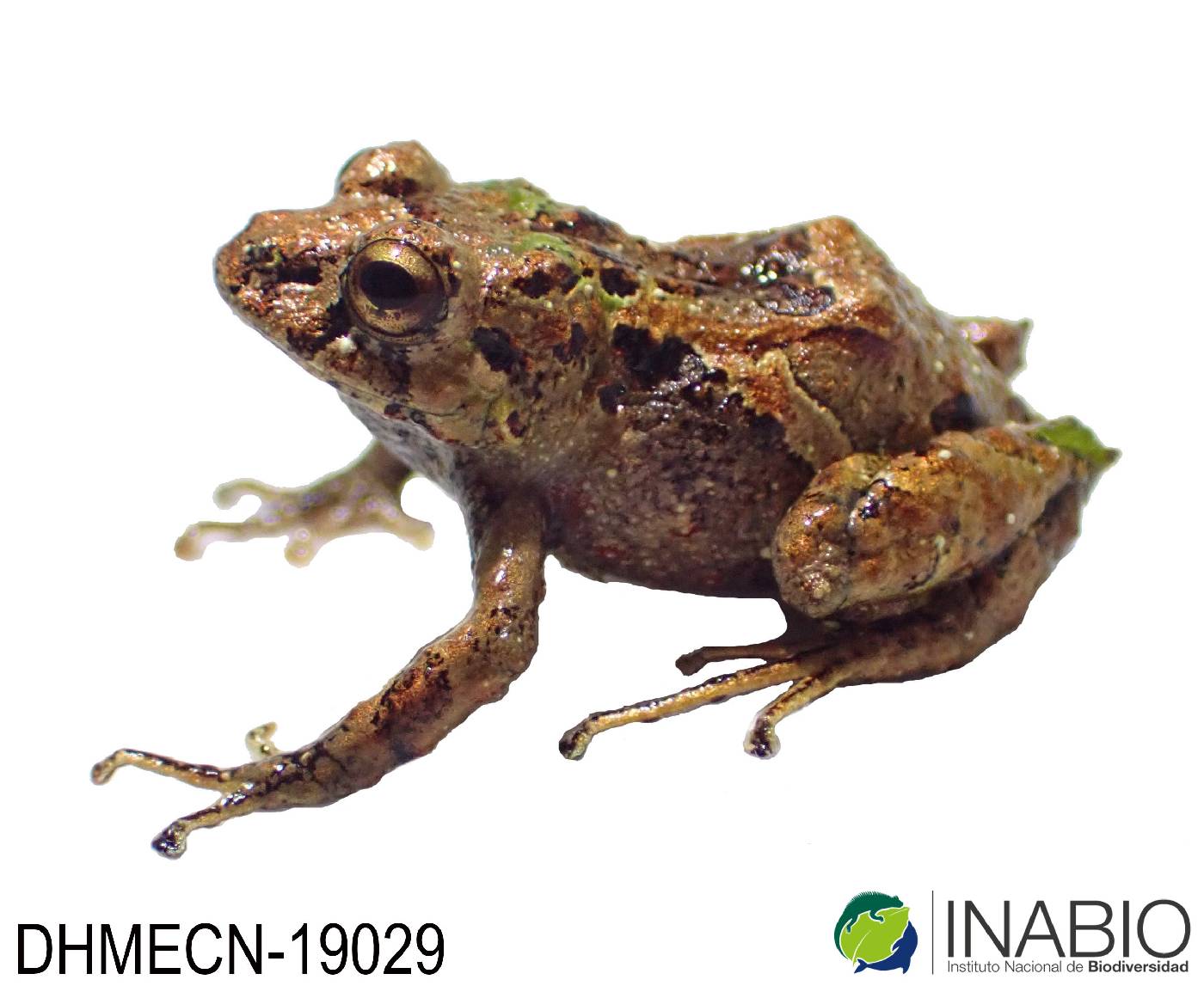 Pristimantis image