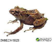 Pristimantis broaddus image