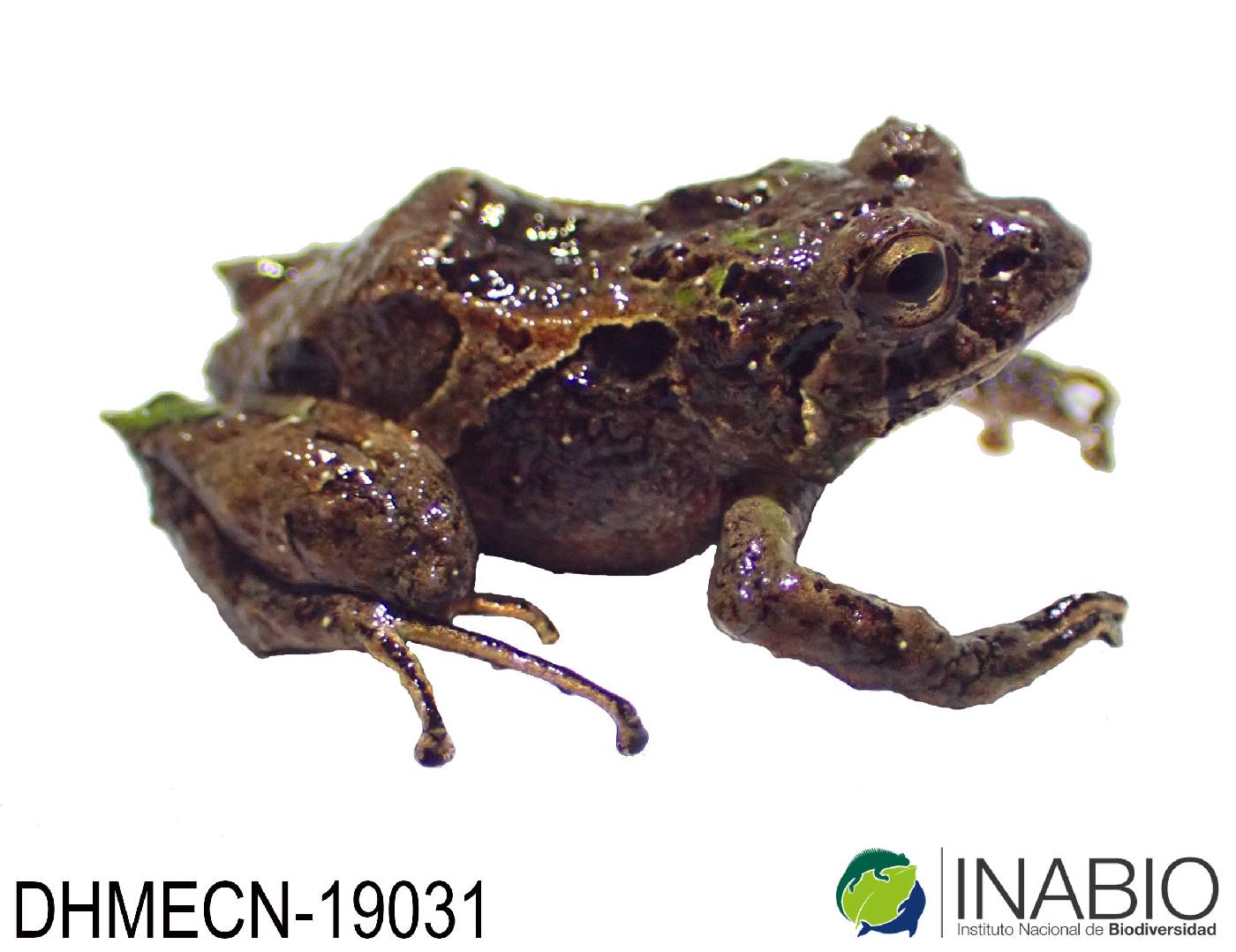 Pristimantis broaddus image