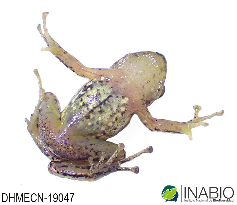 Pristimantis image