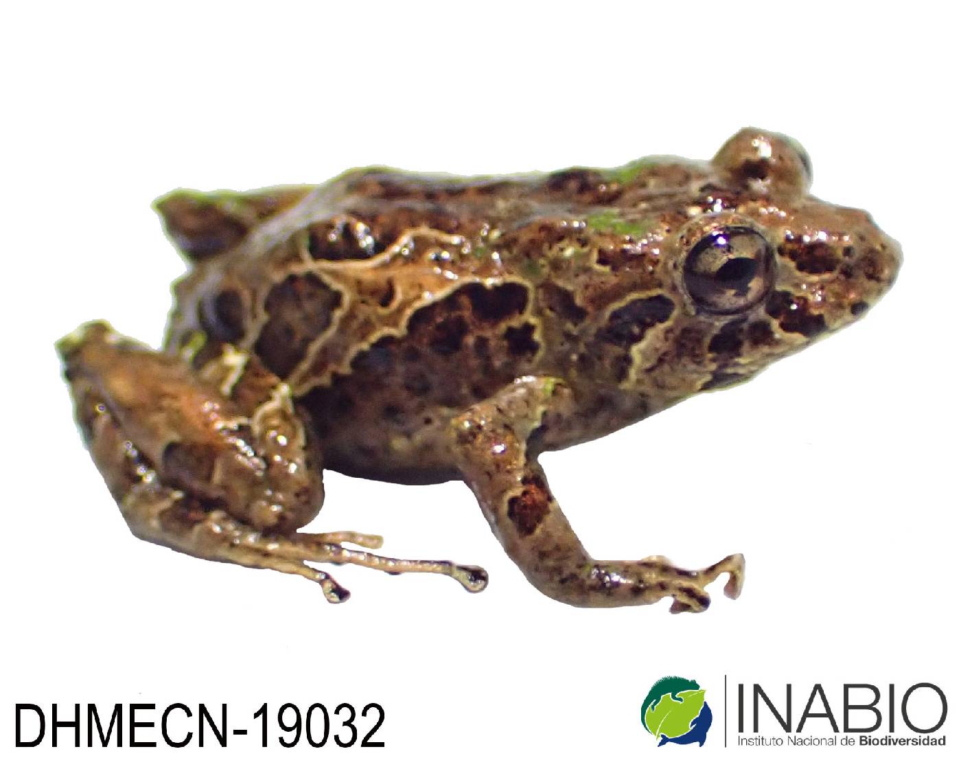 Pristimantis broaddus image