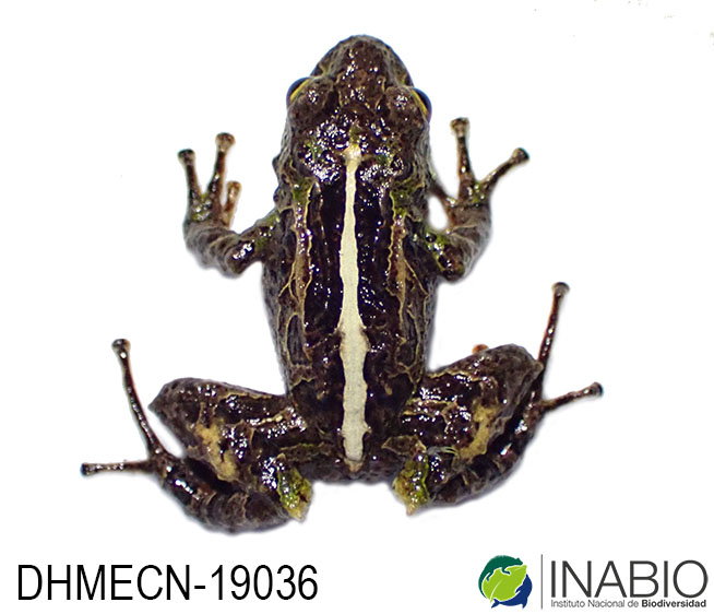 Pristimantis broaddus image